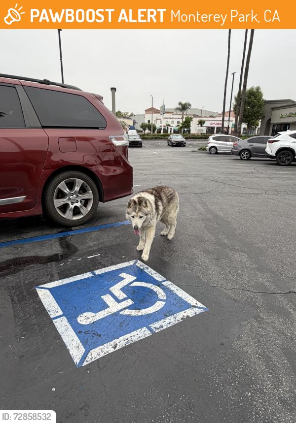 Found/Stray Unknown Dog last seen Riggin St, Monterey Park, CA 91754