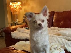 Lost Male Dog last seen North Park St and St.George St., Brantford, ON N3R 1V2