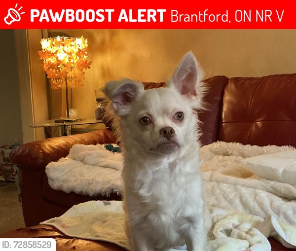 Lost Male Dog last seen North Park St and St.George St., Brantford, ON N3R 1V2