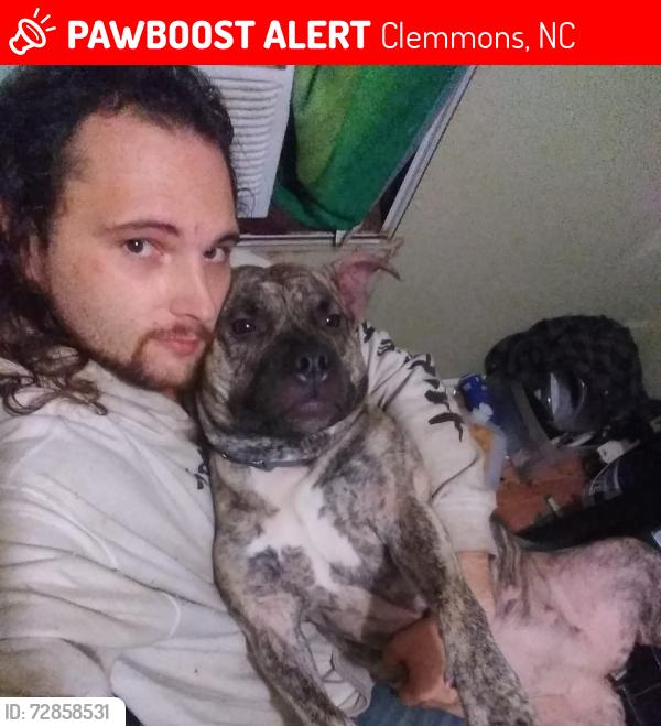 Lost Female Dog last seen Lewisville-clemmons rd, Clemmons, NC 27012