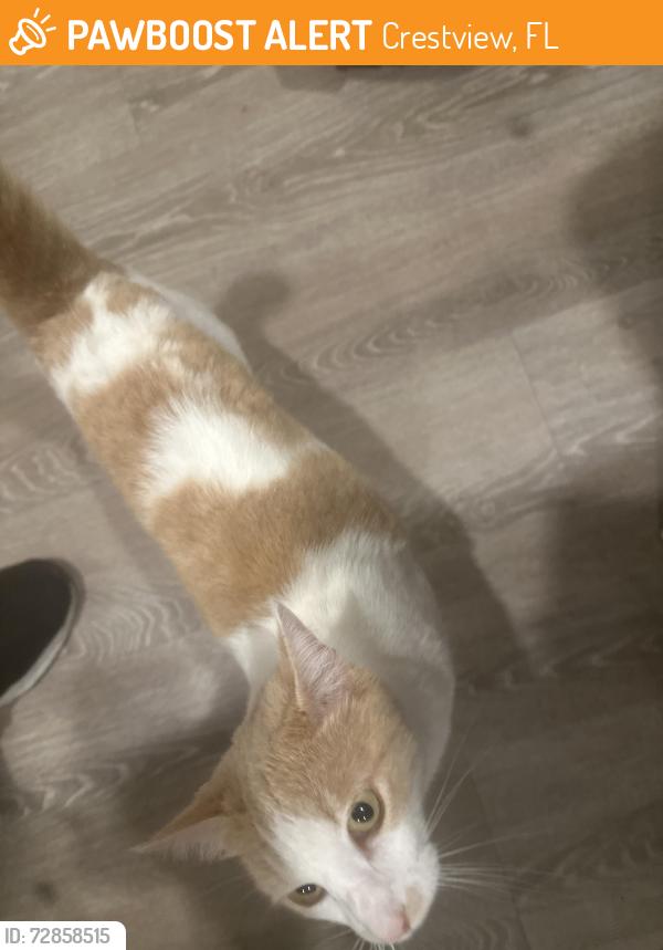 Found/Stray Female Cat last seen Crestview , Crestview, FL 32539