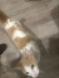 Found/Stray Female Cat last seen Crestview , Crestview, FL 32539