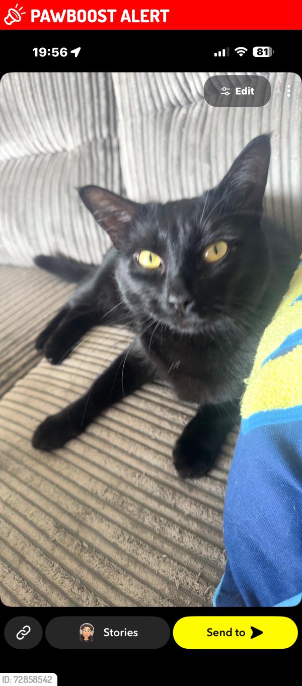 Lost Female Cat last seen Thatched hse , Greater London, England E15 2AN