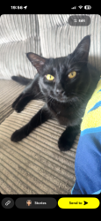Lost Female Cat last seen Thatched hse , Greater London, England E15 2AN