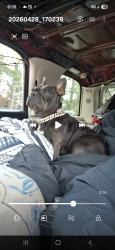 Lost Female Dog last seen Quilted Creek Casino, Marysville, WA 98271