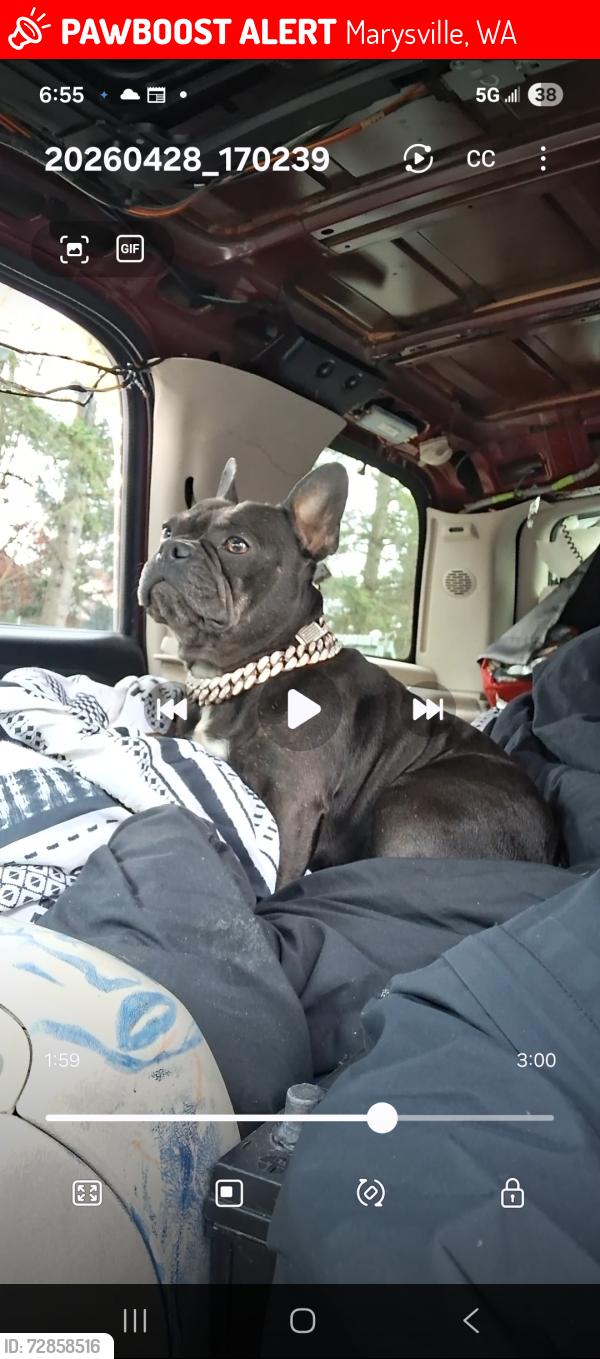 Lost Female Dog last seen Quilted Creek Casino, Marysville, WA 98271