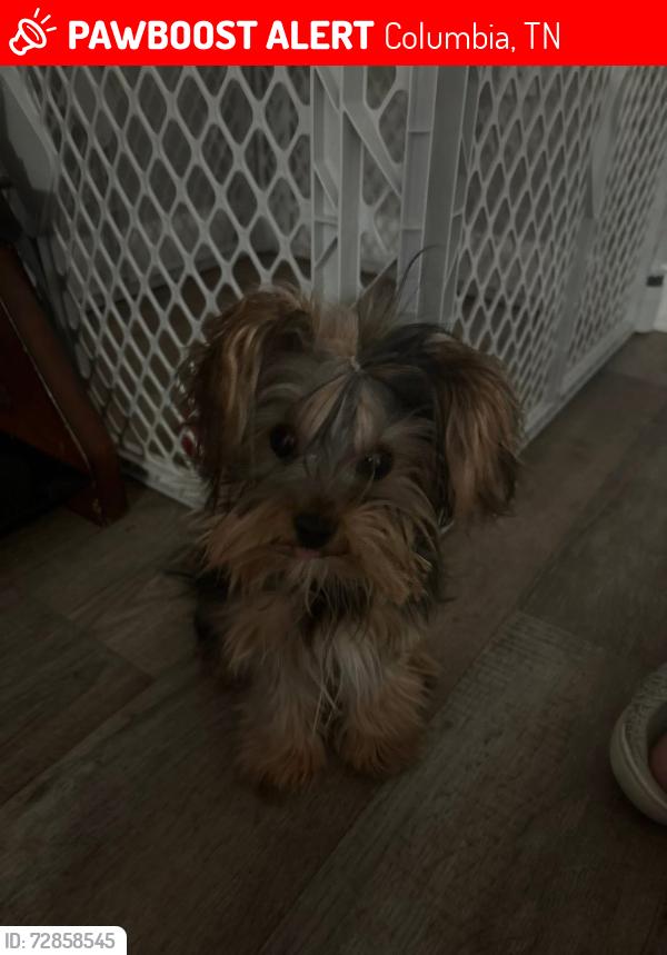 Lost Male Dog last seen columbia academy , Columbia, TN 38401