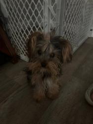 Lost Male Dog last seen columbia academy , Columbia, TN 38401
