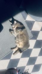Found/Stray Female Cat last seen Cerritos , Hesperia, CA 92344