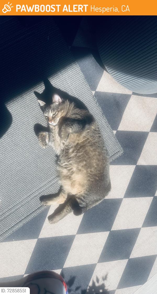 Found/Stray Female Cat last seen Cerritos , Hesperia, CA 92344