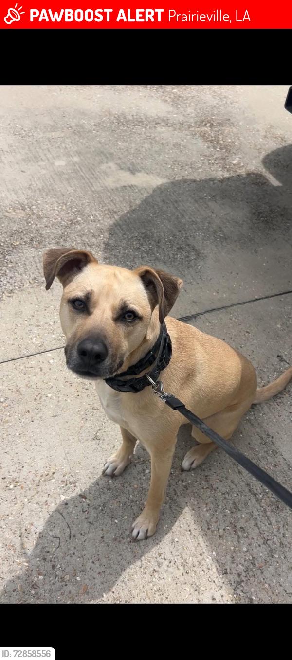 Lost Male Dog last seen Off Webb and swamp rd, Prairieville, LA 70769