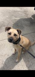 Lost Male Dog last seen Off Webb and swamp rd, Prairieville, LA 70769
