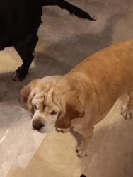 Lost Female Dog last seen Sheets, car wash , Punxsutawney, PA 15767