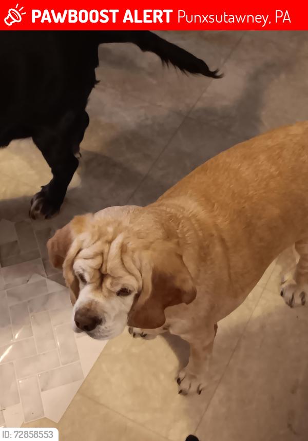 Lost Female Dog last seen Sheets, car wash , Punxsutawney, PA 15767