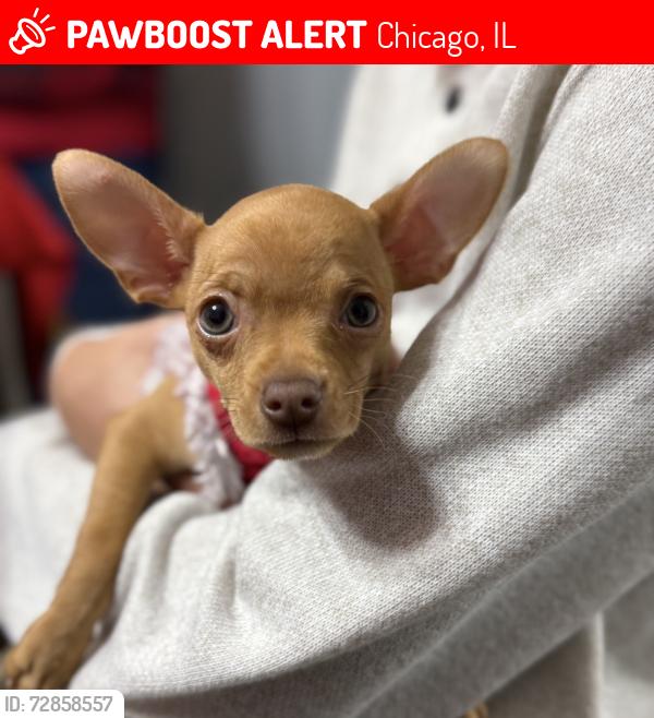 Lost Female Dog last seen 107th & Hoxie , Chicago, IL 60617
