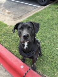 Found/Stray Male Dog last seen South Lamar and Ben White , Austin, TX 78704