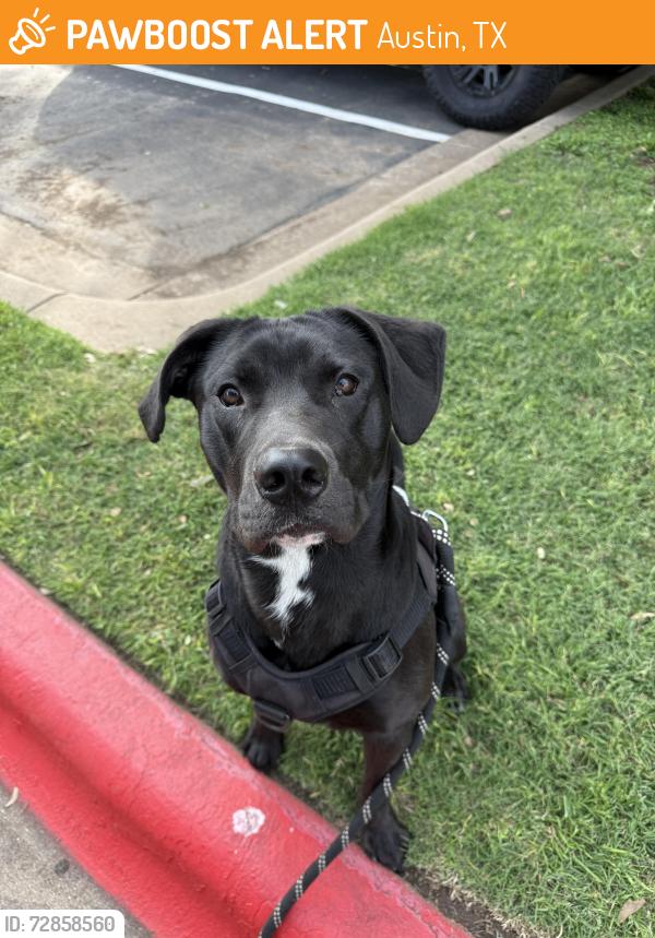 Found/Stray Male Dog last seen South Lamar and Ben White , Austin, TX 78704