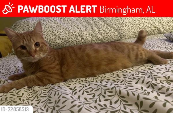 Lost Male Cat last seen Dividing Ridge Subdivision off Old Montgomery Highway, Birmingham, AL 35244