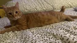 Lost Male Cat last seen Dividing Ridge Subdivision off Old Montgomery Highway, Birmingham, AL 35244