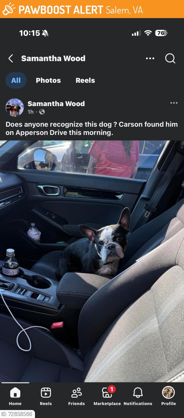 Found/Stray Unknown Dog last seen Apperson Drive in Salem VA, Salem, VA 24153
