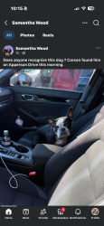 Found/Stray Unknown Dog last seen Apperson Drive in Salem VA, Salem, VA 24153