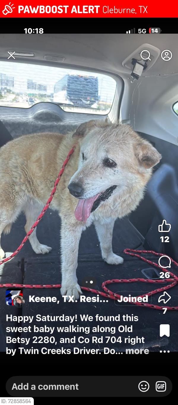 Lost Female Dog last seen Hidden Creek at CR 805B, Cleburne, TX 76028