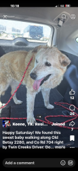 Lost Female Dog last seen Hidden Creek at CR 805B, Cleburne, TX 76028