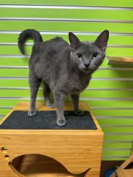 Shelter Stray Female Cat last seen ST CHARLES CO, St. Peters, MO 63376