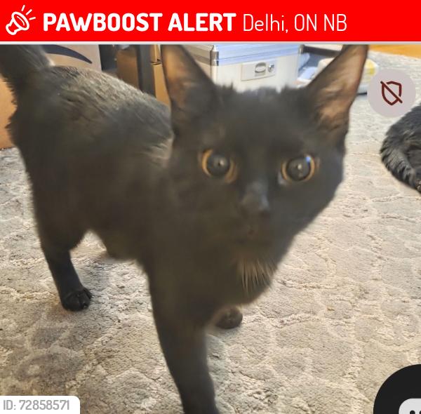 Lost Female Cat last seen Adams by st Mary's church, Delhi, ON N4B