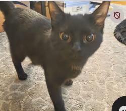 Lost Female Cat last seen Adams by st Mary's church, Delhi, ON N4B