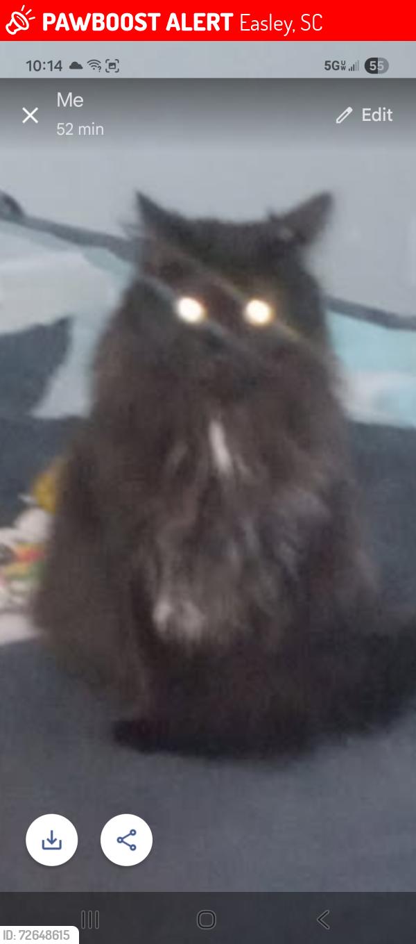Lost Male Cat last seen Captain Kimberly Hampton Memorial Library, Easley, SC 29640