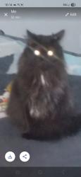 Lost Male Cat last seen Captain Kimberly Hampton Memorial Library, Easley, SC 29640