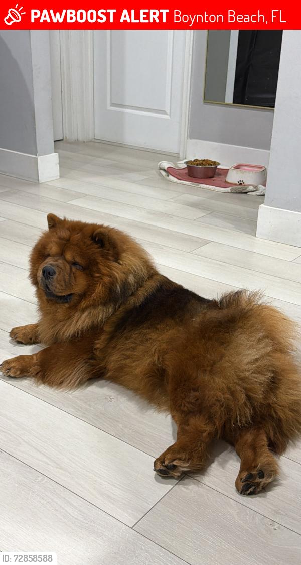 Lost Female Dog last seen Near sw 1 st ave , Boynton Beach, FL 33426