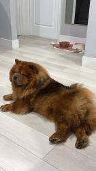 Lost Female Dog last seen Near sw 1 st ave , Boynton Beach, FL 33426
