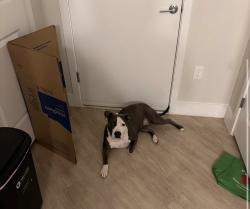Lost Female Dog last seen Bradford drive , Charlotte, NC 28208