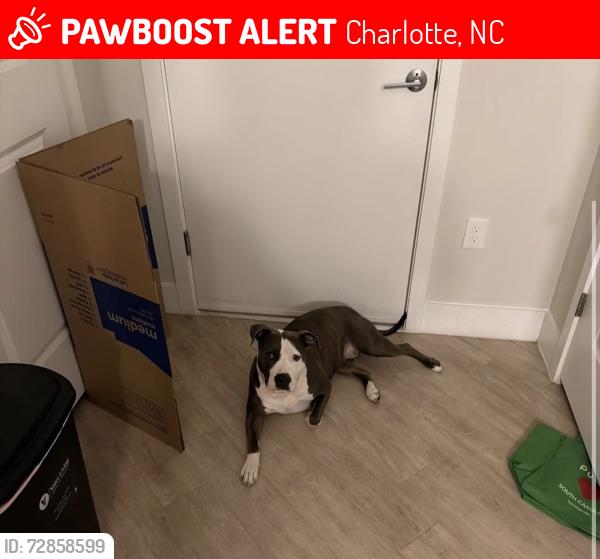 Lost Female Dog last seen Bradford drive, Charlotte, NC 28208