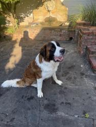 Found/Stray Male Dog last seen Oak Valley Ln and Robertson Academy Rd, Nashville, TN 37220