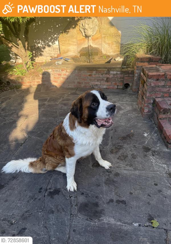 Found/Stray Male Dog last seen Oak Valley Ln and Robertson Academy Rd, Nashville, TN 37220