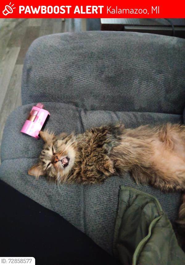 Lost Female Cat last seen Gull rd, Kalamazoo, MI 49048