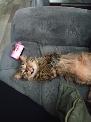 Lost Female Cat last seen Gull rd, Kalamazoo, MI 49048