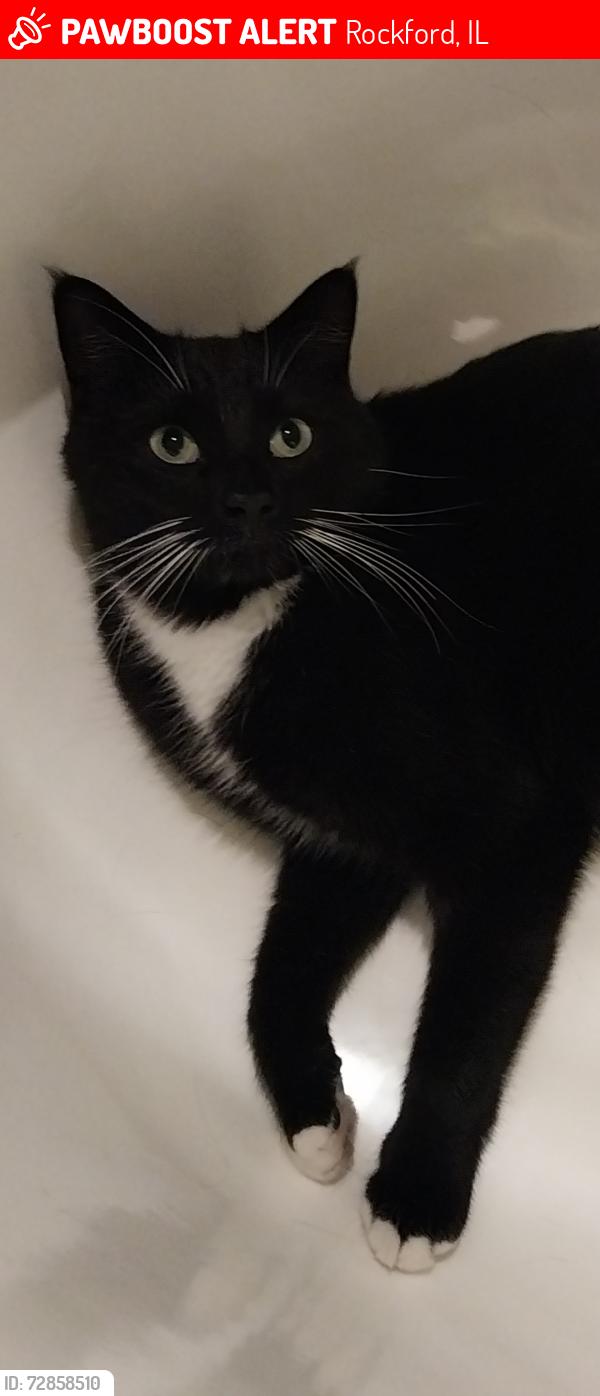 Lost Male Cat last seen Broadway and 11th street , Rockford, IL 61104