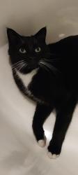 Lost Male Cat last seen Broadway and 11th street , Rockford, IL 61104