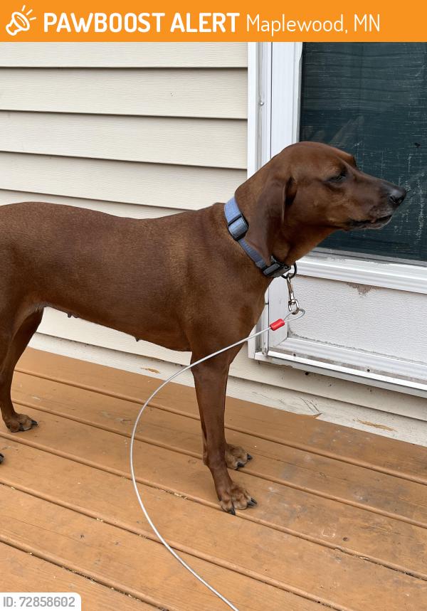 Found/Stray Female Dog last seen Ivy avenue , Maplewood, MN 55119