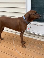 Found/Stray Female Dog last seen Ivy avenue , Maplewood, MN 55119