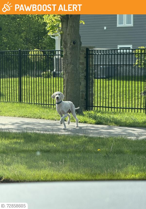 Found/Stray Male Dog last seen Outside Cyntheanne meadows , Fall Creek Township, IN 46040