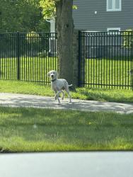 Found/Stray Male Dog last seen Outside Cyntheanne meadows , Fall Creek Township, IN 46040
