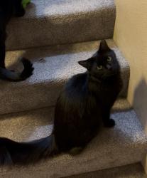 Reunited Female Cat last seen Stokes and south west and de Marietta ave , San Jose, CA 95126