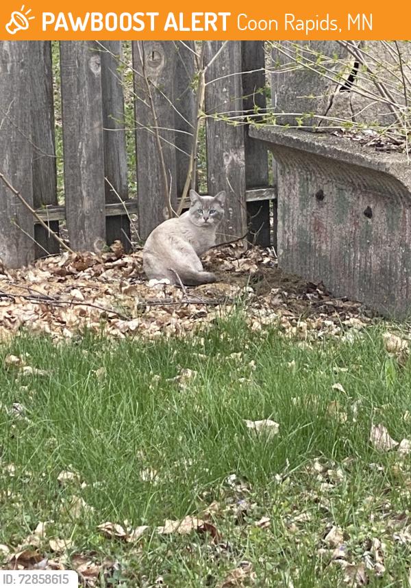 Found/Stray Unknown Cat last seen Jonquil St NW&Ivywood St NW, Coon Rapids, MN 55433
