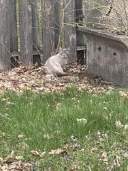 Found/Stray Unknown Cat last seen Jonquil St NW&Ivywood St NW, Coon Rapids, MN 55433