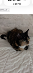 Lost Female Cat last seen Ganado Dr., Rolling Hills, CA 90274